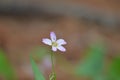 Ant visits a singular pink flower