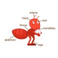 Ant vocabulary part of body.vector Royalty Free Stock Photo