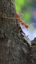 An ant waited for the group on the tree