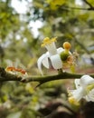 Ant walking through the flower plant closeup image with white flowers blurred background nature Royalty Free Stock Photo