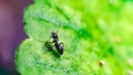 An ant walking on a green leaf Royalty Free Stock Photo