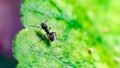 An ant walking on a green leaf Royalty Free Stock Photo