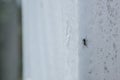 ant in a wall insolated background