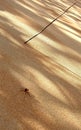 The ant walks on the soft desert sand