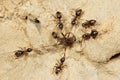 Ant war Royalty Free Stock Photo
