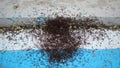 Ant War between two colonies of pavement ants. Battle of ants. ants war in the road. ant war. Ants on the way | insects in the cit Royalty Free Stock Photo