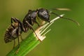 On Top of the Ant World Royalty Free Stock Photo