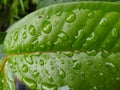 ant water drop leaf rain Royalty Free Stock Photo