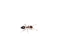 Ant on a white background. macro