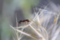 An ant and a white dandelion Royalty Free Stock Photo