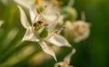 Ant on white flower pedal greenery environment background Royalty Free Stock Photo