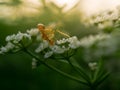 Ant on white flower pedal greenery environment background Royalty Free Stock Photo