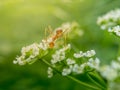 Ant on white flower pedal greenery environment background Royalty Free Stock Photo