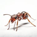 Ant On White: A Powerful And Expressive Stock Photo In The Style Of Tyler Shields