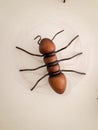 Ant on a white wall on Flat Resort in Brazil