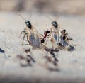 Ant with wings on the ground Royalty Free Stock Photo