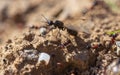 Ant with wings on the ground Royalty Free Stock Photo