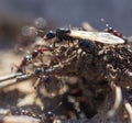 Ant with wings on the ground Royalty Free Stock Photo