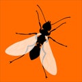 Ant with wings silhouette isolated on orange.