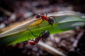 Two ants teamwork macro shot Royalty Free Stock Photo