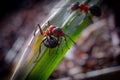 Two angry ants macro shot Royalty Free Stock Photo