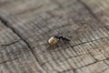 Ant on a wood rolling food