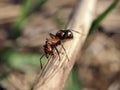 Ant at wood stick looking at the camera Royalty Free Stock Photo