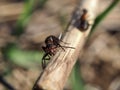 Ant at the wood stick looking at camera Royalty Free Stock Photo