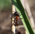 Ant at wood stick looking at the camera view from up Royalty Free Stock Photo