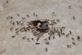 Ant workers Royalty Free Stock Photo