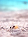 Ant working Royalty Free Stock Photo
