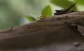 Ant working on branch dry wood,macro photography for natural background Royalty Free Stock Photo