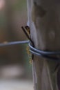 Ant working on branch dry wood,macro photography for natural background Royalty Free Stock Photo