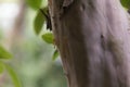 Ant working on branch dry wood,macro photography for natural background Royalty Free Stock Photo