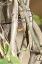 Ant working on branch dry wood,macro photography for natural background Royalty Free Stock Photo