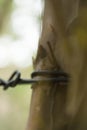 Ant working on branch dry wood,macro photography for natural background Royalty Free Stock Photo