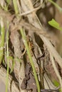 Ant working on branch dry wood,macro photography for natural background Royalty Free Stock Photo