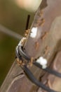 Ant working on branch dry wood, A red ant or fire ants carrying a grain of rice Royalty Free Stock Photo