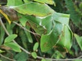 ant's nest Oecophylla smaragdina