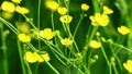 Ant on a Yellow Buttercup