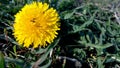 Ant on a yellow dandelion on a sunny day Royalty Free Stock Photo