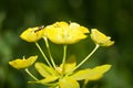 The ant is on a yellow flower. Royalty Free Stock Photo