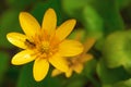 Ant on a yellow flower Royalty Free Stock Photo