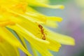 ant on yellow flower in garden.