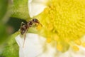 The ant is on a yellow flower Royalty Free Stock Photo