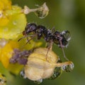 Ant on yellow flower magic water drop reflection Royalty Free Stock Photo