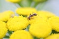 Ant on yellow flowers Royalty Free Stock Photo