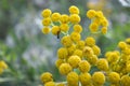 Ant on yellow round flower Royalty Free Stock Photo