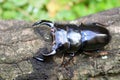 Antaeus stag beetle Royalty Free Stock Photo