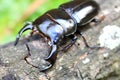 Antaeus stag beetle Royalty Free Stock Photo